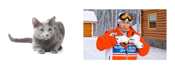 Cat vs Putin