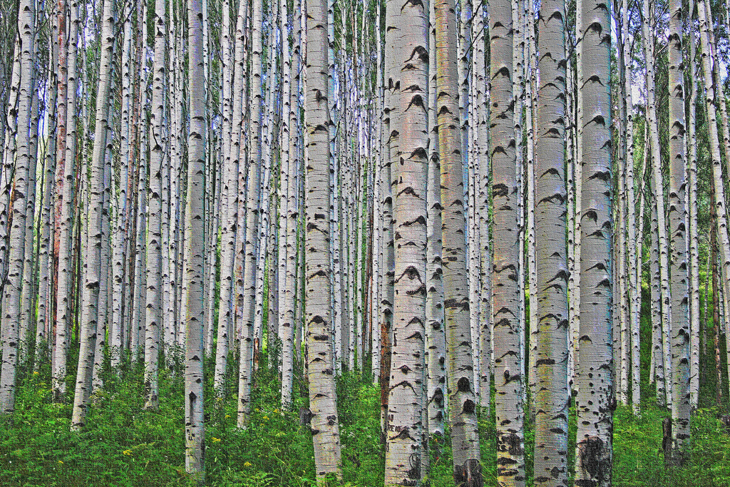 Birch tree trunks in forest