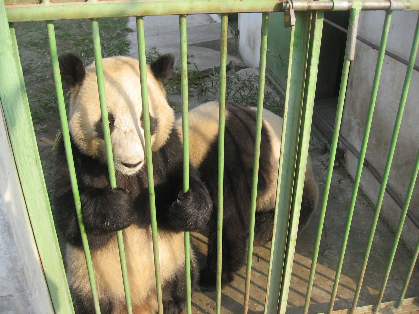 Panda behind bars