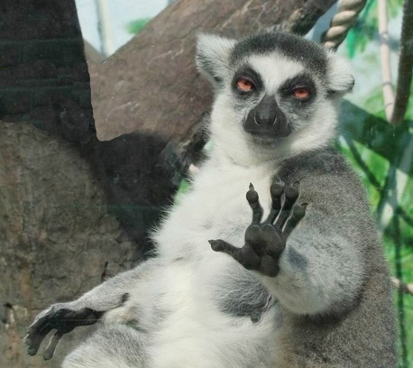 Lemur With Hand Up