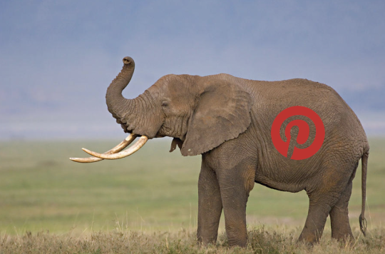 Elephant with Pinterest Logo